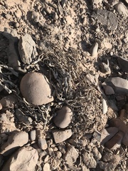 Euphorbia gariepina