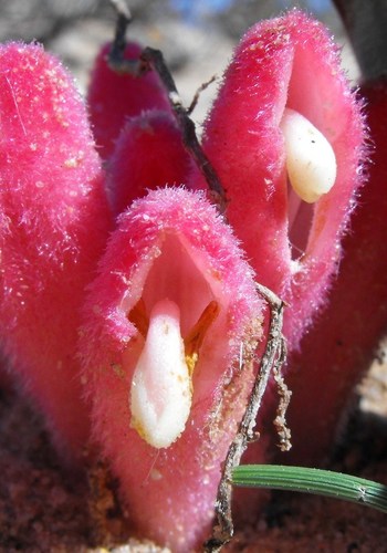 Hyobanche barklyi