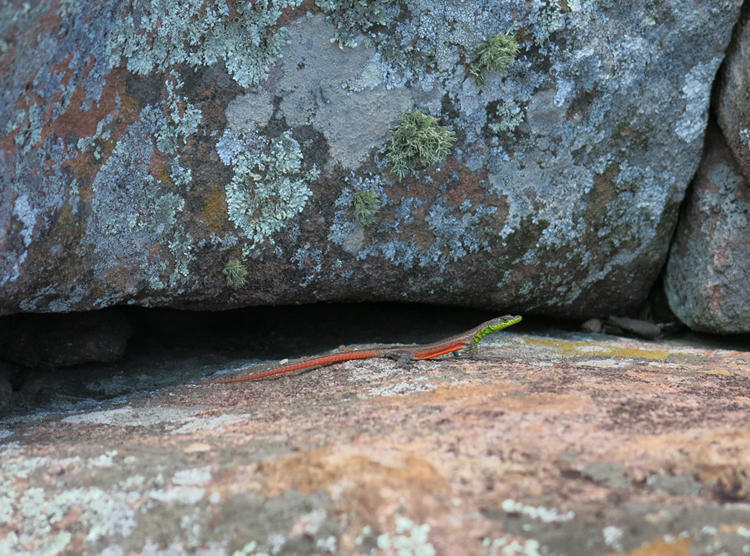 Waterberg Flat Lizard