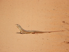 Gerrhosaurus nigrolineatus