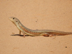 Gerrhosaurus nigrolineatus