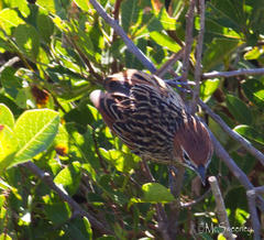 Sphenoeacus afer afer