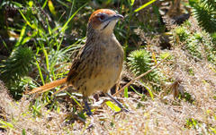 Sphenoeacus afer afer