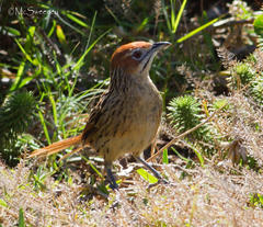 Sphenoeacus afer afer