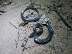 Lycophidion capense capense