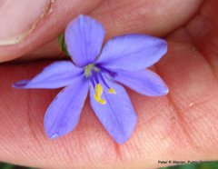 Aristea abyssinica