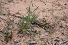 Gerrhosaurus flavigularis