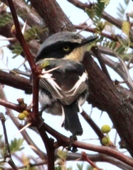 Batis pririt affinis