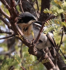 Batis pririt affinis