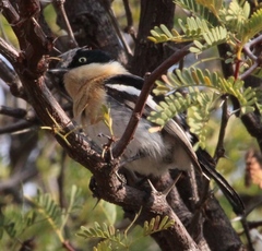 Batis pririt affinis