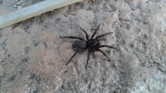 Gnaphosa kompirensis