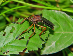 Diogmites platypterus