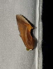 Gonodonta fulvangula