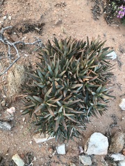 Aloidendron ramosissimum
