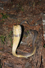 Naja annulifera
