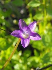 Wahlenbergia patula