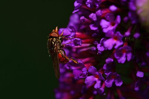 Heineken Fly, 7274 Geesteren, Nederland, photo 8 of 10