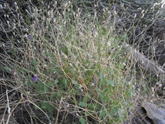Wahlenbergia patula
