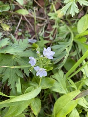 Veronica stelleri