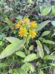 Solidago cuprea