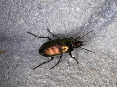 Poecilus versicolor