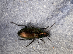 Poecilus versicolor