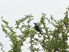 Lamprotornis chalybaeus