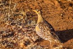 Pterocles bicinctus multicolor