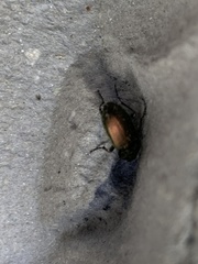 Poecilus versicolor