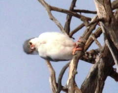 Polihierax semitorquatus