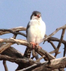 Polihierax semitorquatus