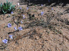 Wahlenbergia prostrata