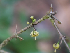 Canthium angustifolium