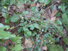 Canthium angustifolium