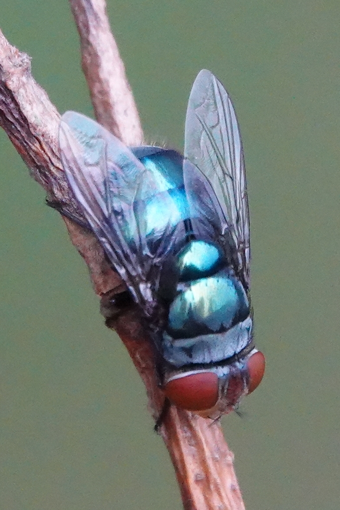 Old World Screw-worm Fly