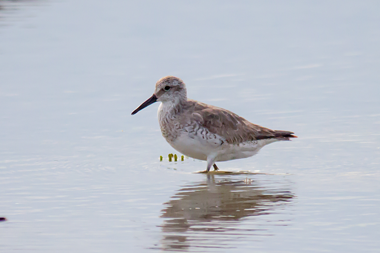 Great Knot (Calidris tenuirostris)