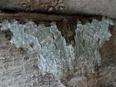 Lophophelma ruficosta