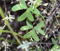 Oxalis pes-caprae pes-caprae