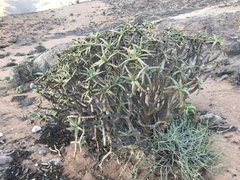 Aloidendron ramosissimum