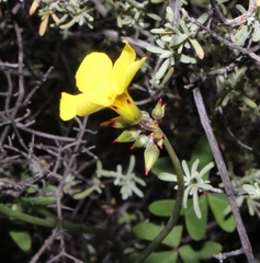 Oxalis pes-caprae pes-caprae