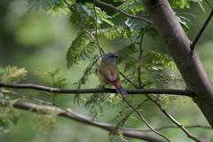 Coccopygia quartinia