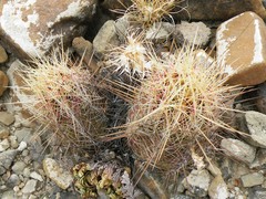 Thelocactus bicolor