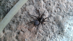 Gnaphosa kompirensis