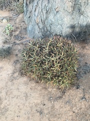 Aloidendron ramosissimum