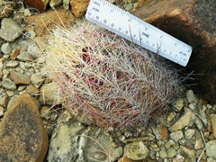 Thelocactus bicolor