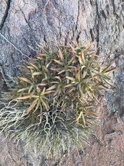 Aloidendron ramosissimum