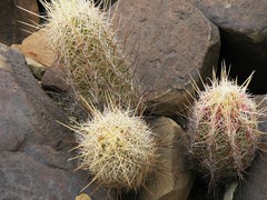 Thelocactus bicolor