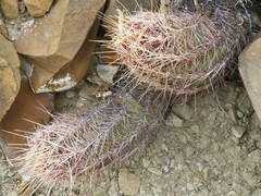 Thelocactus bicolor