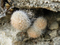 Mammillaria magallanii