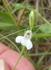 Justicia anagalloides